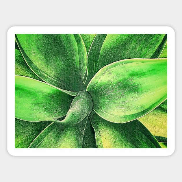 Agave Sticker by jvnimages